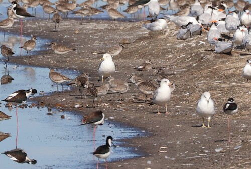 Red Knot (Calidris canutus), photo 4