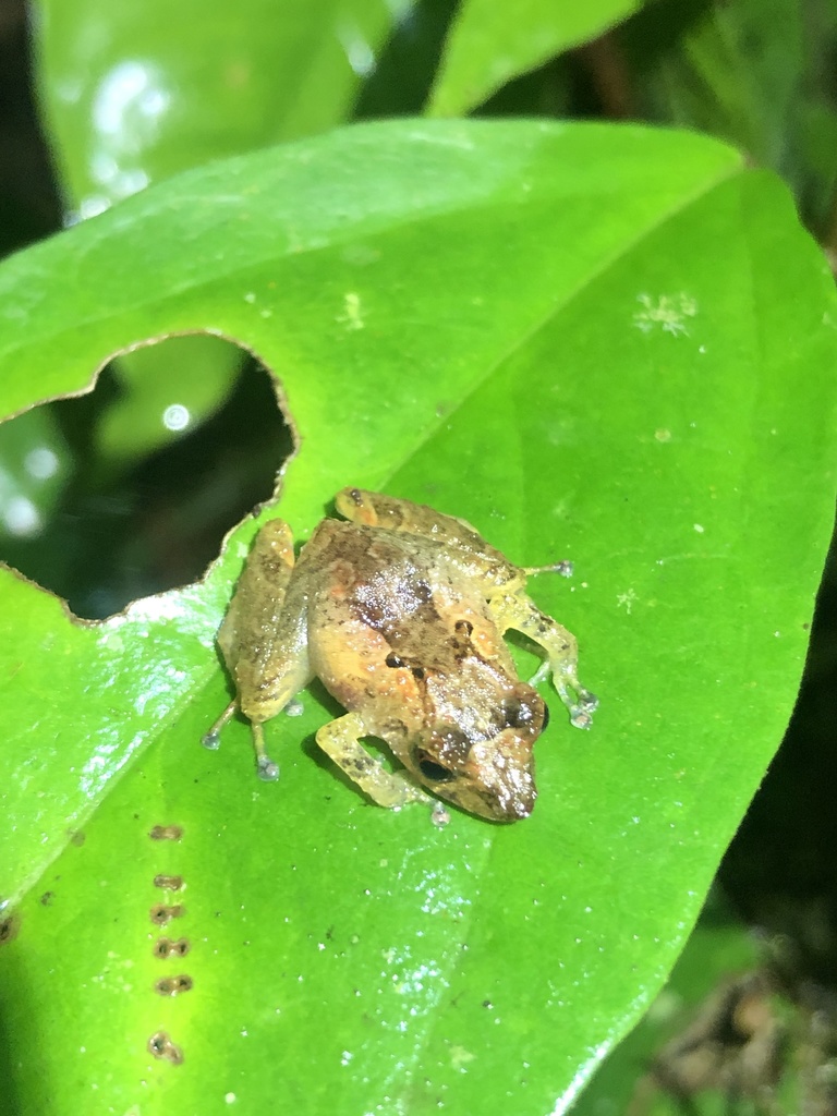 Cando Robber Frog