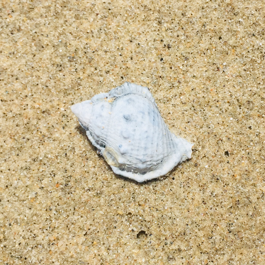 Shell Frogs Common Frog shell from Esplanade, Cairns City, Tropical North ...