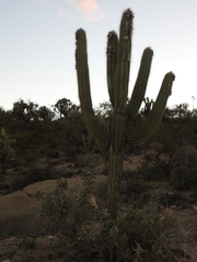Pachycereus