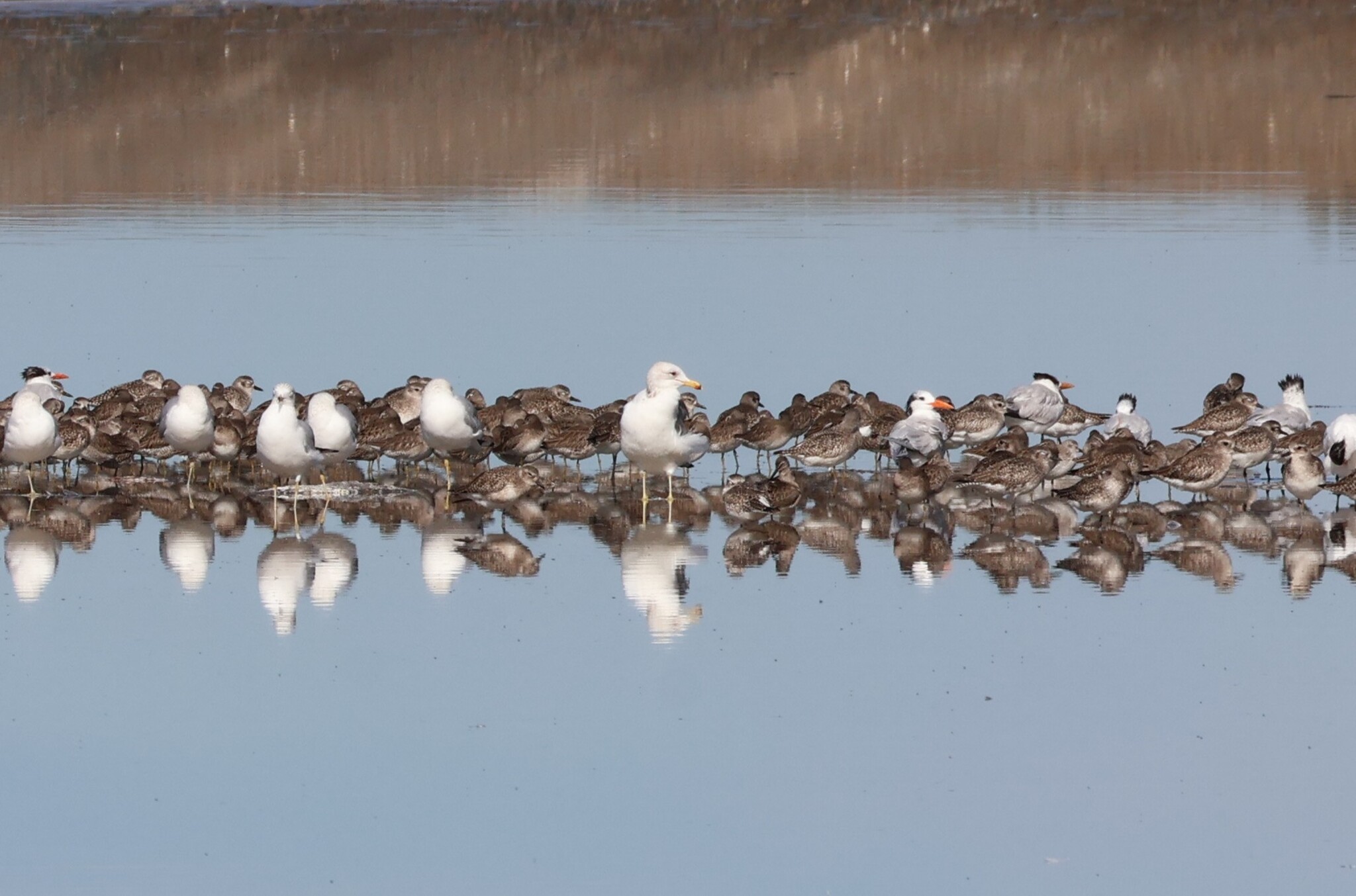 California Gull (Larus californicus), photo 10