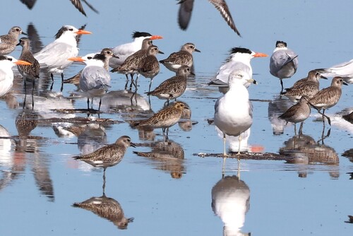 Pacific Golden-Plover (Pluvialis fulva), a species recorded in Hawaii