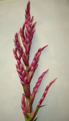 Tillandsia lucida