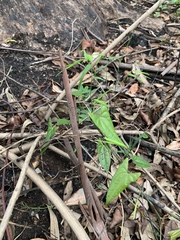 Dioscorea transversa