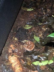 Bothrocophias microphthalmus