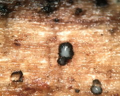 Pseudolachnea hispidula