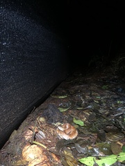 Bothrocophias microphthalmus