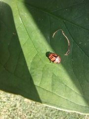 Ogdoecosta biannularis