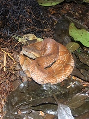 Bothrocophias microphthalmus