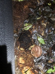 Bothrocophias microphthalmus