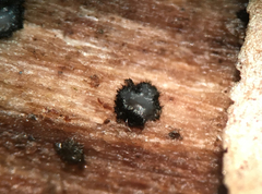 Pseudolachnea hispidula