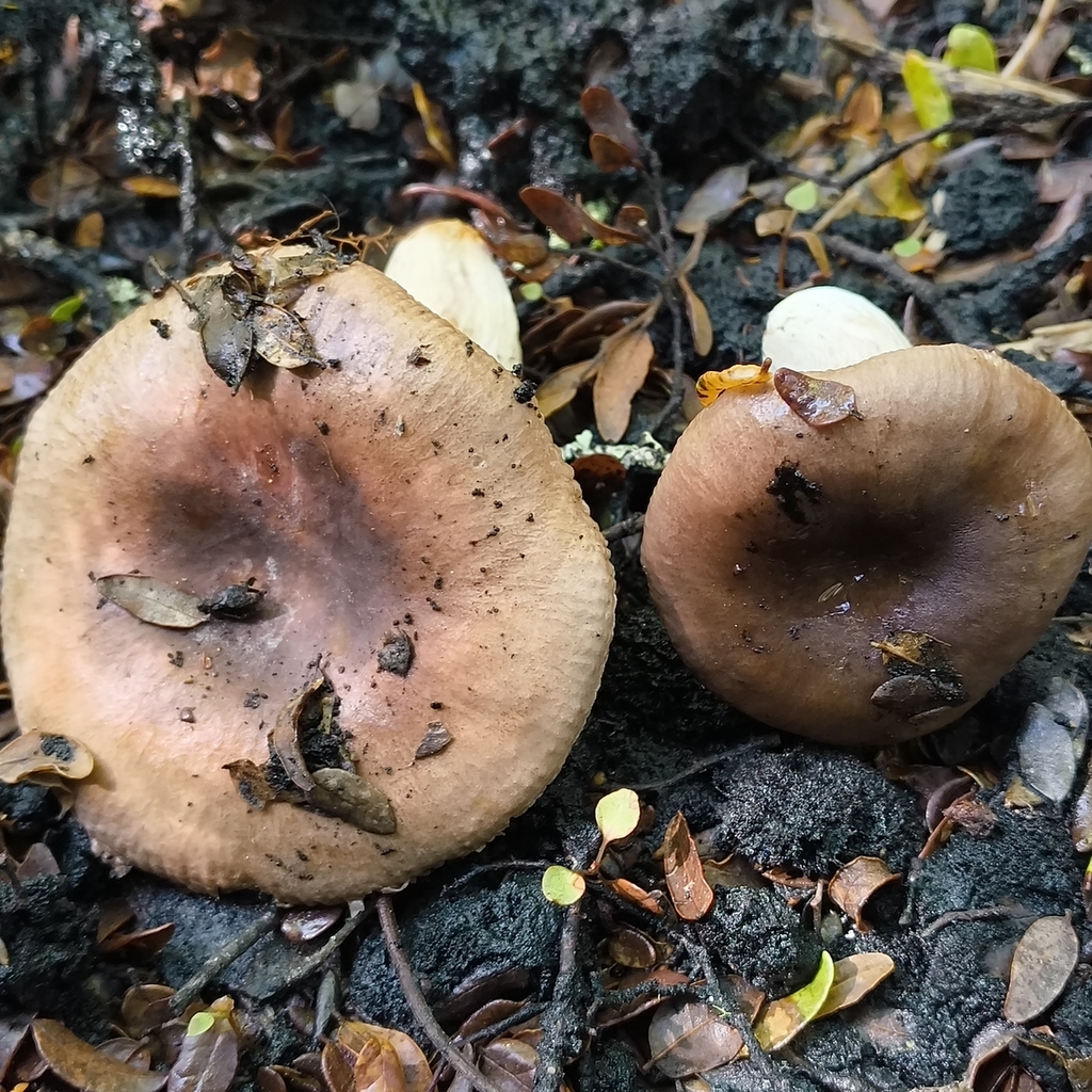 Russula griseostipitata · January 2026 · photo: © zedt (iNaturalist, cc-by)
