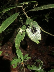 Nymphargus