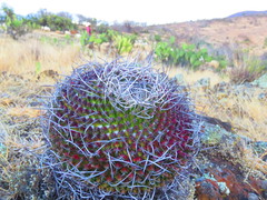 Mammillaria mystax