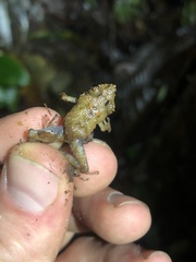 Pristimantis prolatus