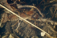 Procambarus gracilis