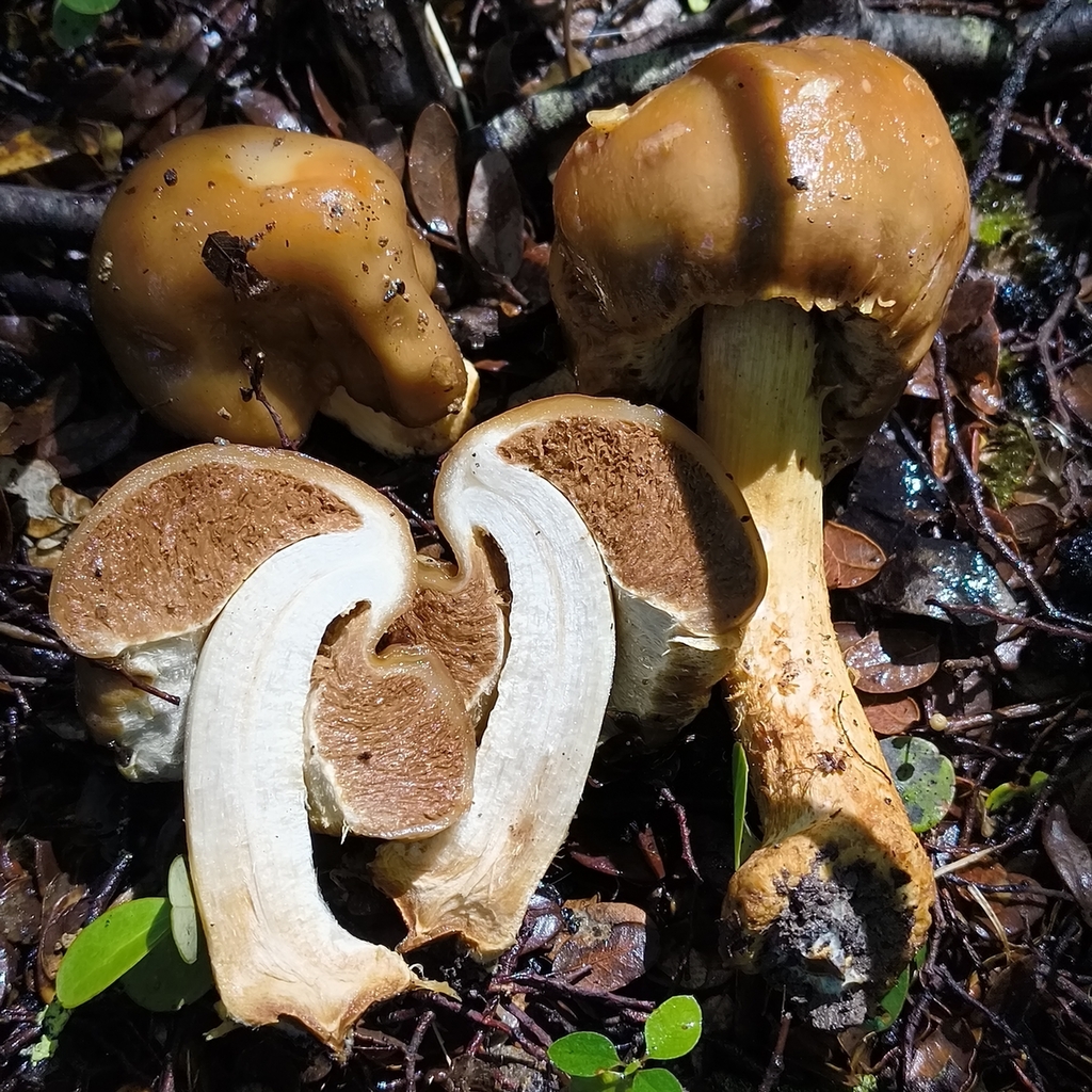 Cortinarius epiphaeus · January 2026 · photo: © zedt (iNaturalist, cc-by)