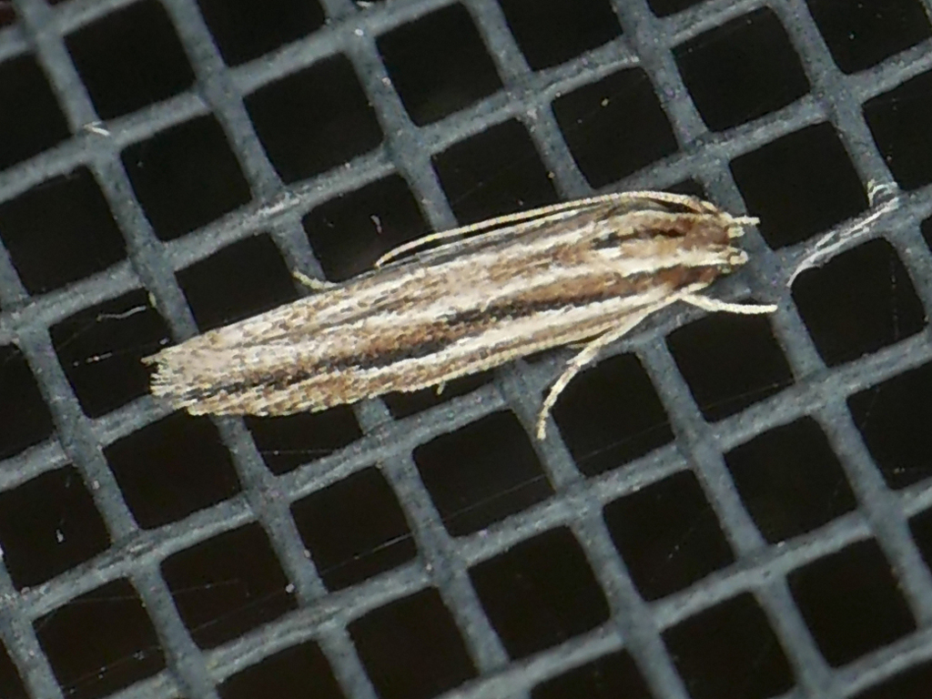 Besciva