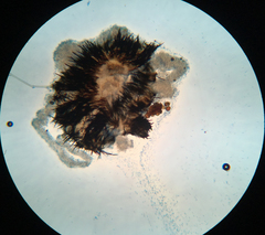 Pseudolachnea hispidula