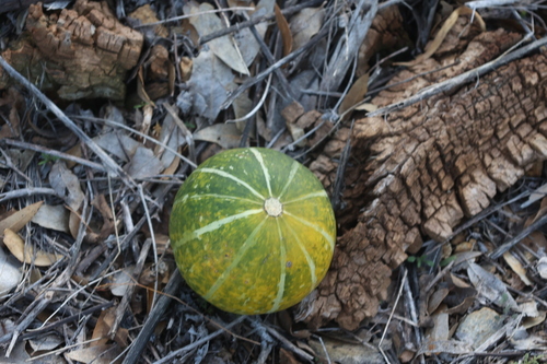 finger-leaved gourd (Cucurbita digitata)