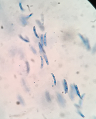 Pseudolachnea hispidula