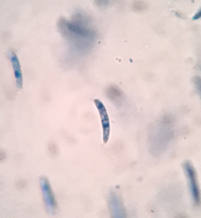 Pseudolachnea hispidula