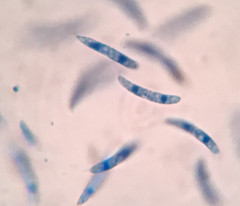Pseudolachnea hispidula