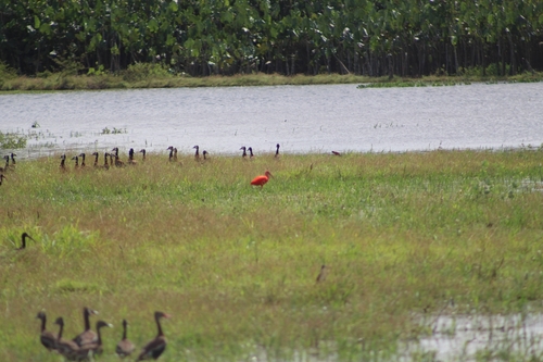 Scarlet Ibis (Eudocimus ruber), photo 4