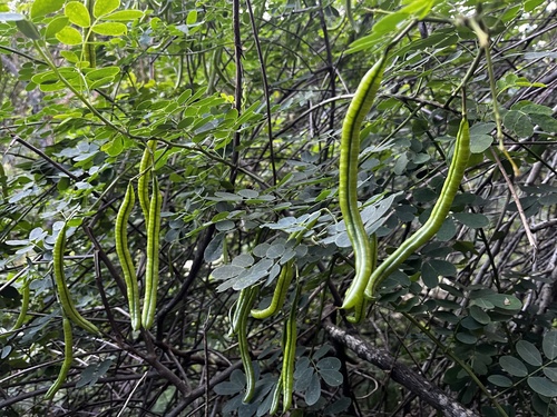 Senna pendula, 2026-01-18