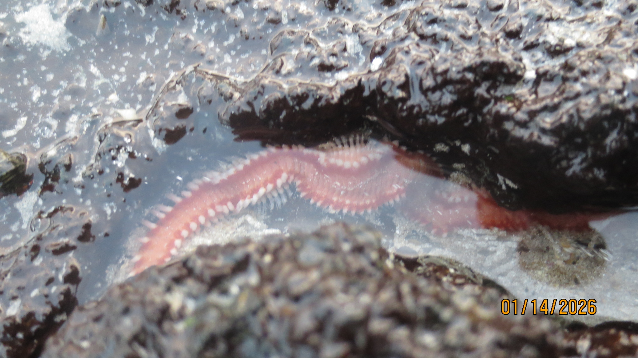 Eurythoe complanata (Pallas, 1766)