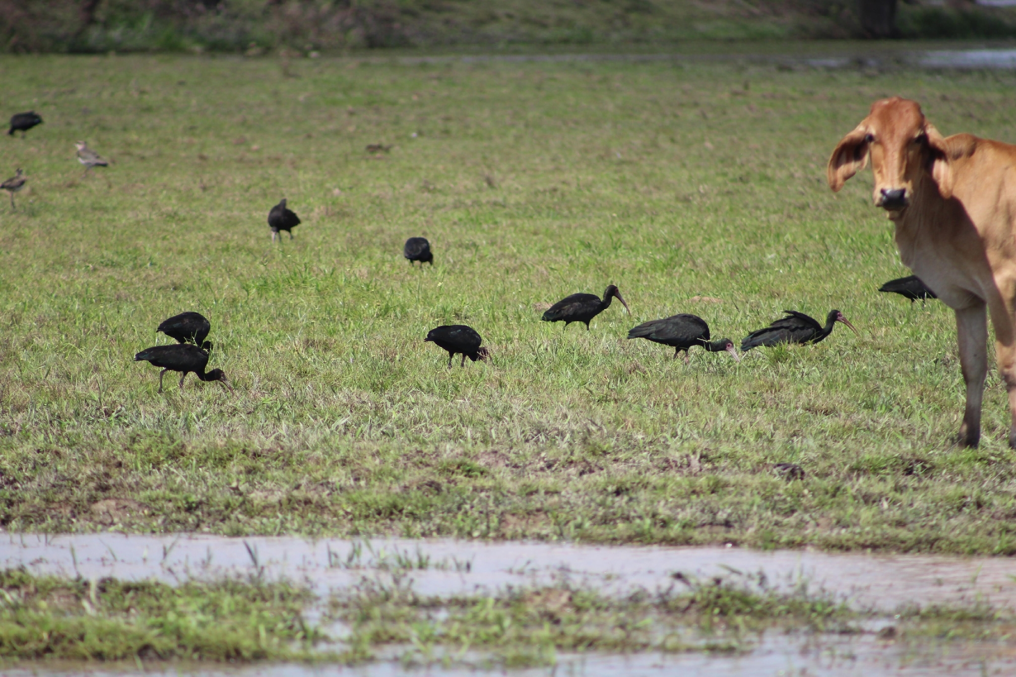 Bare-faced Ibis (Phimosus infuscatus), photo 10