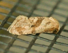 Platphalonidia felix