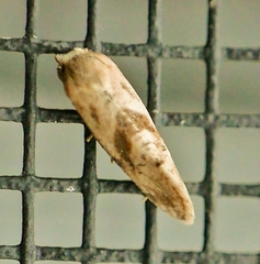 Platphalonidia felix
