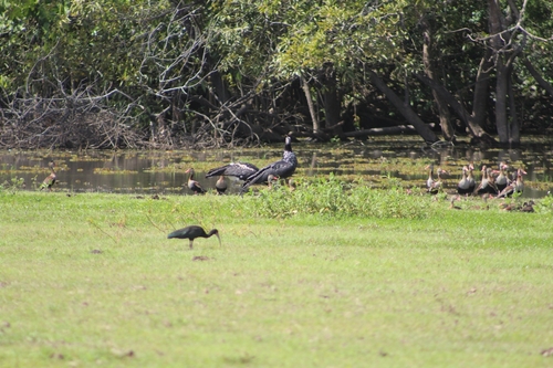 Horned Screamer (Anhima cornuta), photo 4