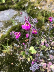 Craterostigma wilmsii