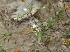 Stevia lucida bipontini