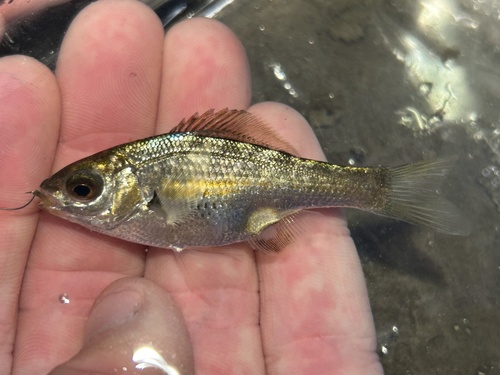 Reef perch (Micrometrus aurora) — Embiotocidae — 3