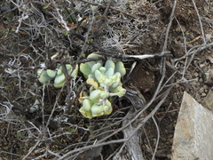 Sedum allantoides
