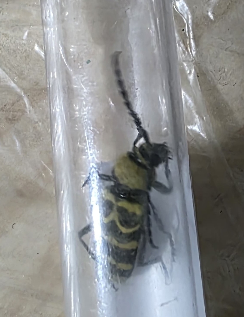 Megacyllene quinquefasciata