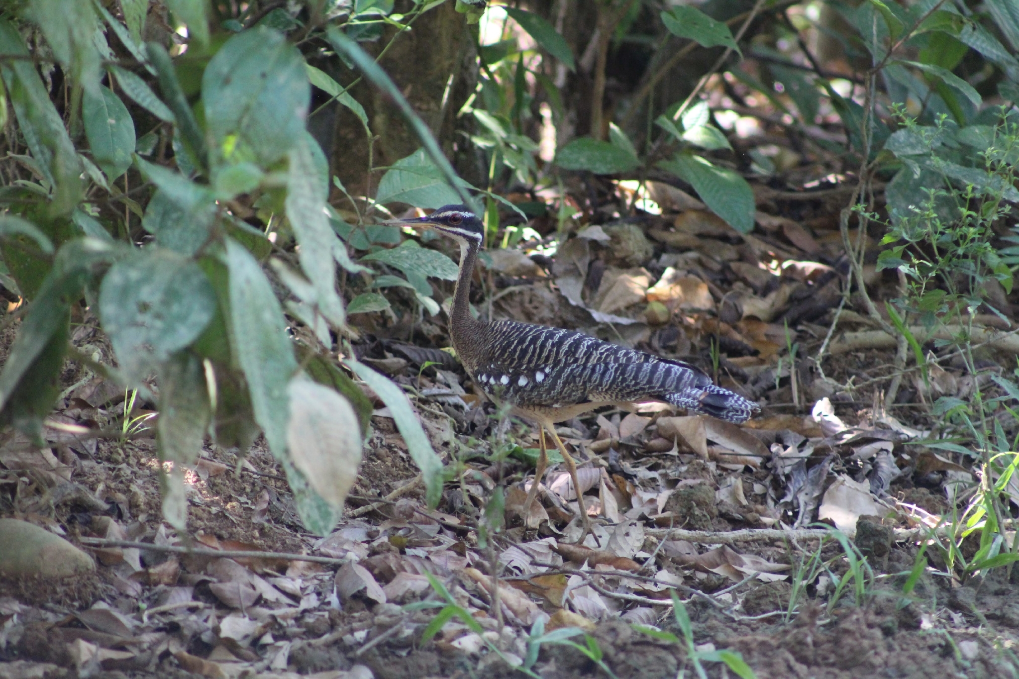 Sunbittern (Eurypyga helias), photo 1