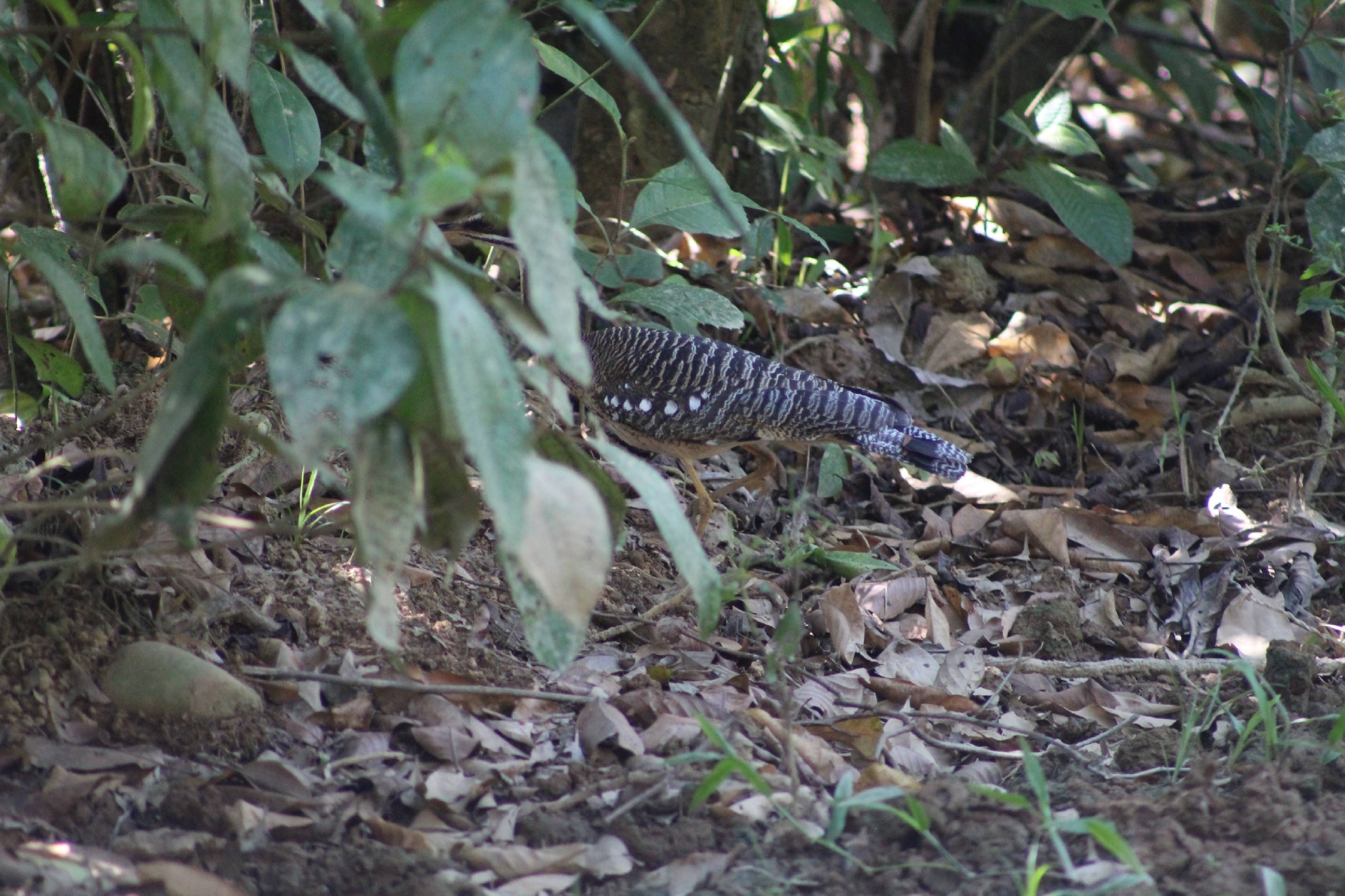 Sunbittern (Eurypyga helias), photo 2