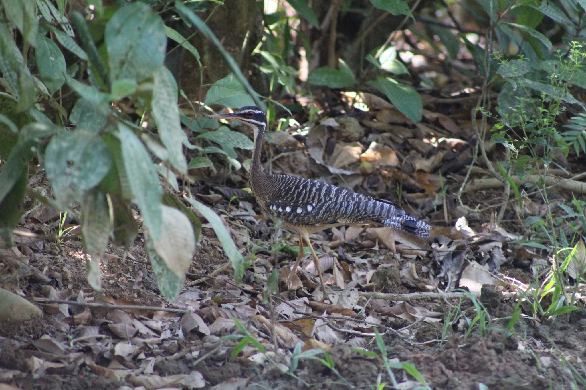 Sunbittern (Eurypyga helias), photo 3