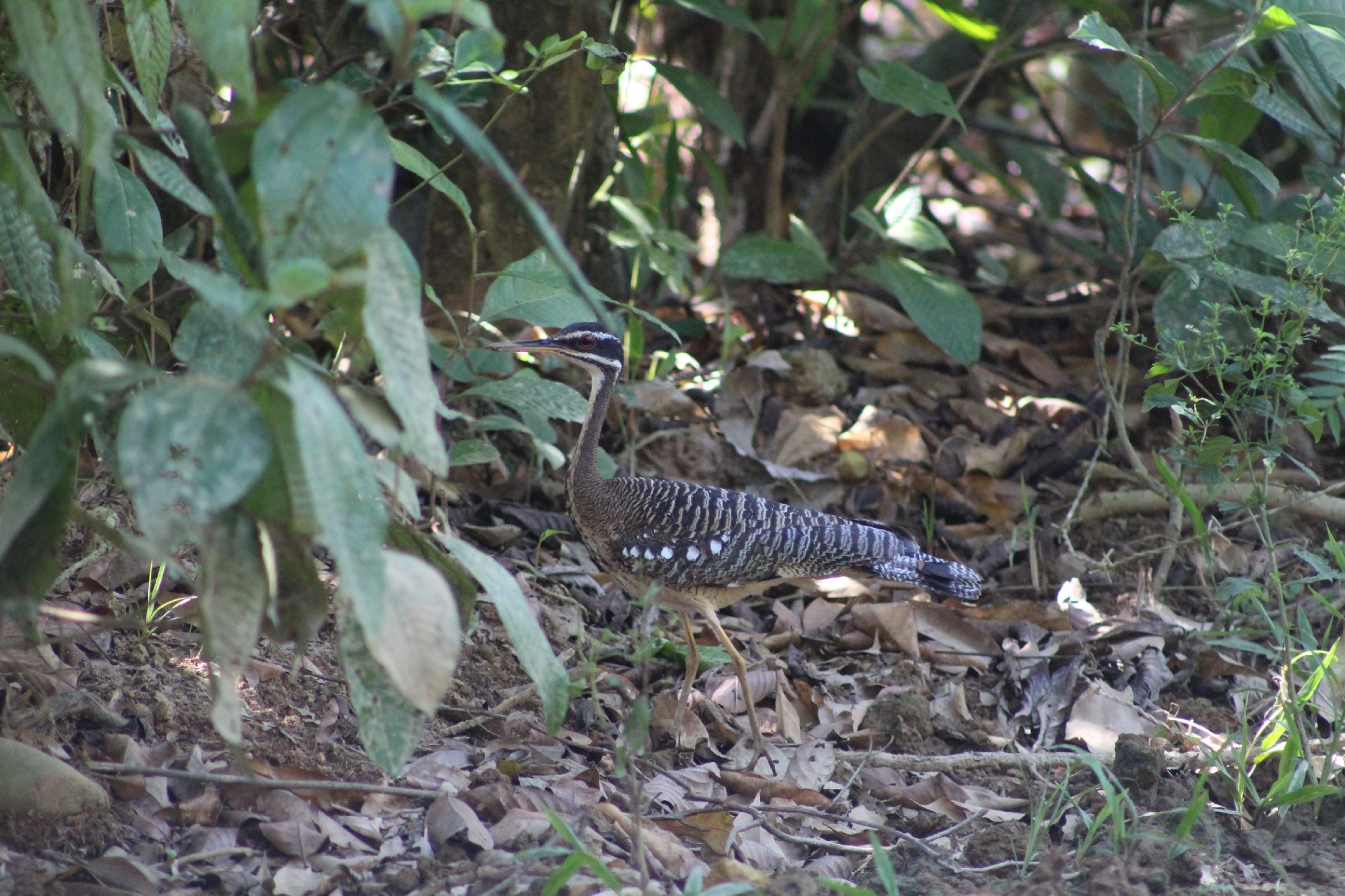Sunbittern (Eurypyga helias), photo 4