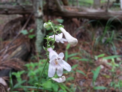 Penstemon laevigatus