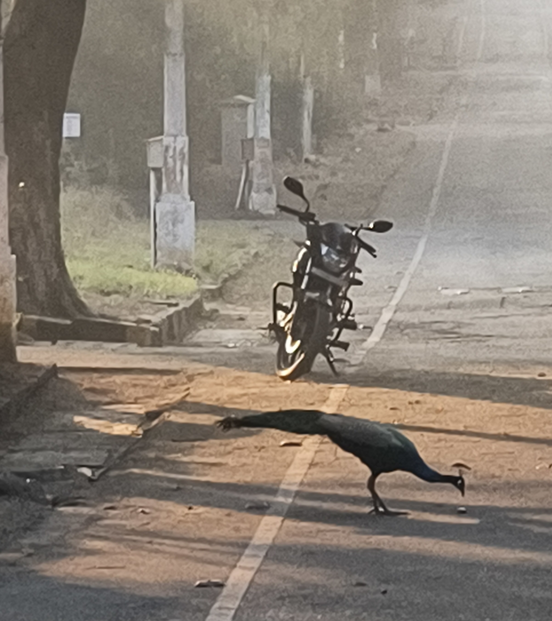 Indian Peafowl (Pavo cristatus), photo 7
