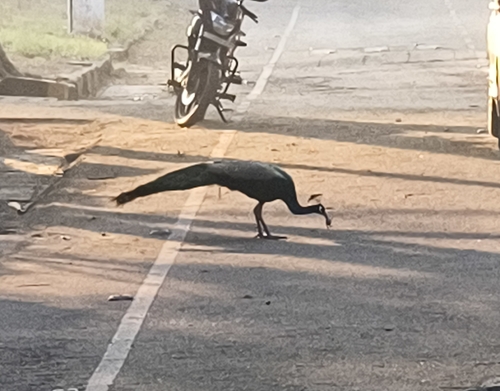 Indian Peafowl (Pavo cristatus), photo 8