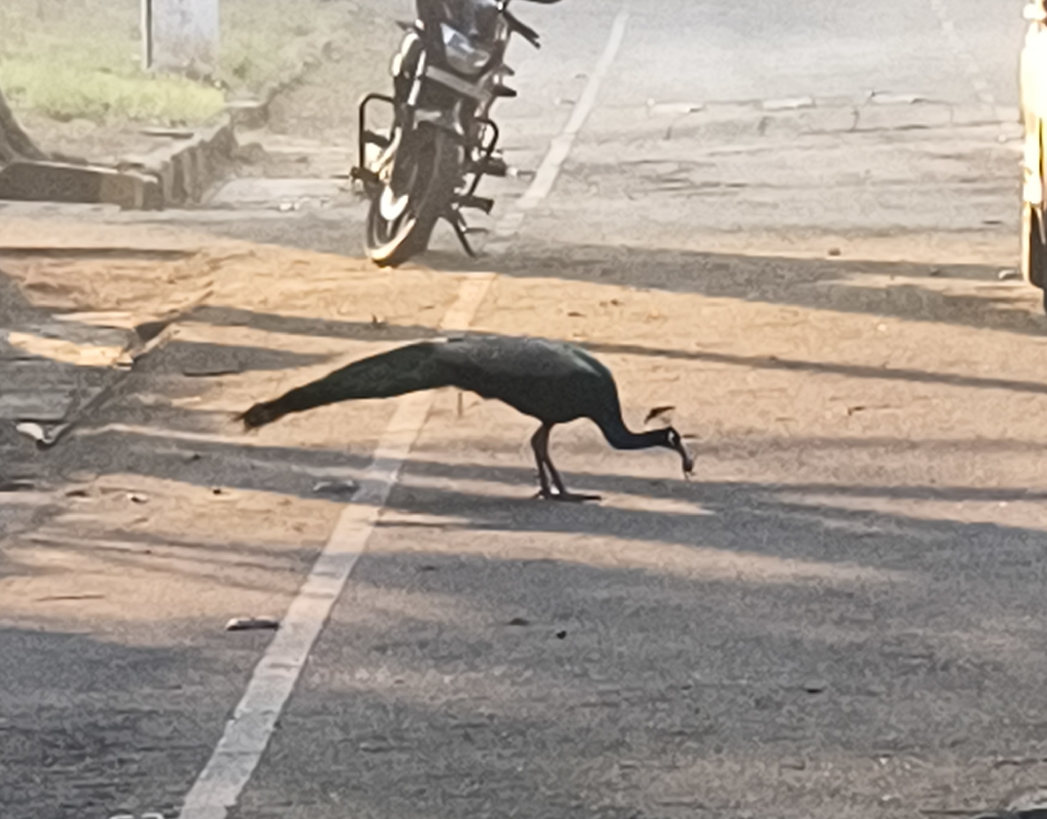 Indian Peafowl (Pavo cristatus), photo 8