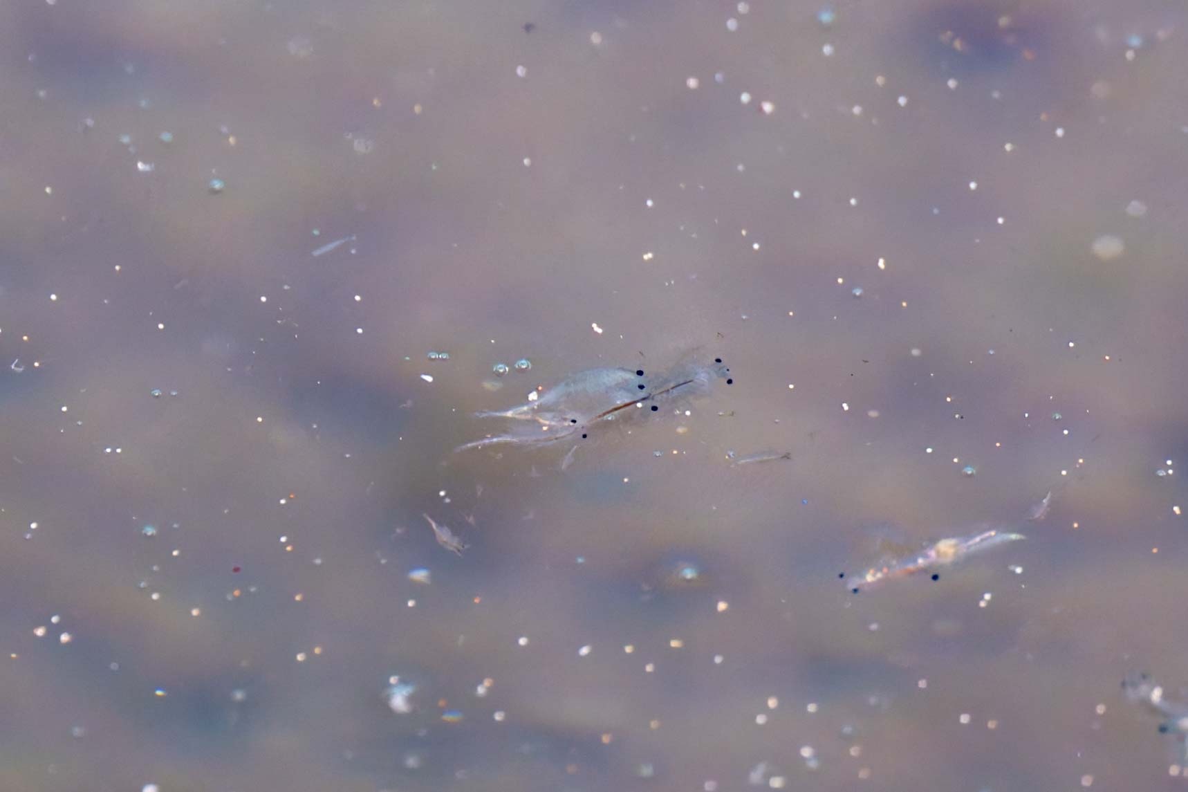 Artemia monica Verrill, 1869