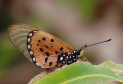Acraea neobule neobule