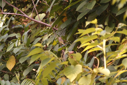 Greenish Elaenia (Myiopagis viridicata), photo 10